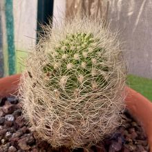 Una foto de Eriosyce senilis