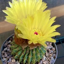 A photo of Parodia buiningii