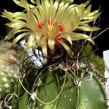 Una foto de Astrophytum capricorne