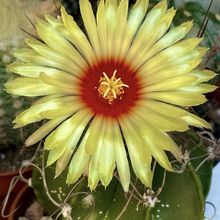 Una foto de Astrophytum capricorne