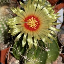 Una foto de Astrophytum capricorne