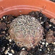 Una foto de Gymnocalycium quehlianum
