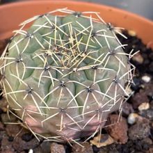 Una foto de Gymnocalycium quehlianum