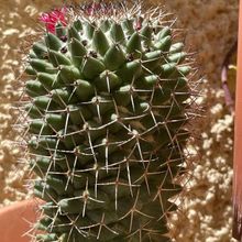 Una foto de Mammillaria polythele ssp polythele