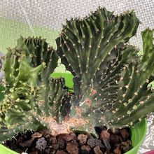 Photo of a cactus currently being identified