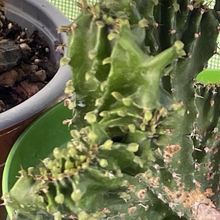 Photo of a cactus currently being identified