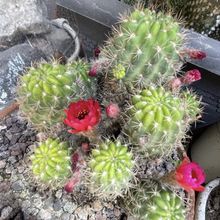 Una foto de Echinopsis hertrichiana