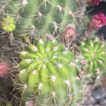 Una foto de Echinopsis hertrichiana