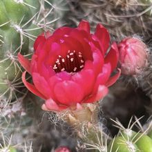 Una foto de Echinopsis hertrichiana