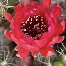 Una foto de Echinopsis hertrichiana