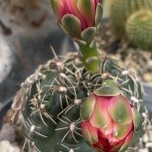 Una foto de Gymnocalycium baldianum