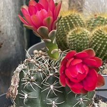 Una foto de Gymnocalycium baldianum