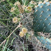 Una foto de Opuntia engelmannii