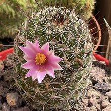 Una foto de Mammillaria sheldonii