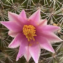 Una foto de Mammillaria sheldonii