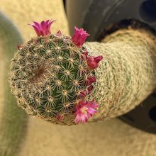 Una foto de Mammillaria matudae