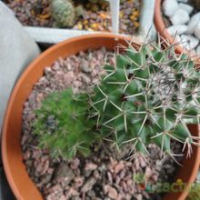 Una foto de Mammillaria polythele ssp. durispina