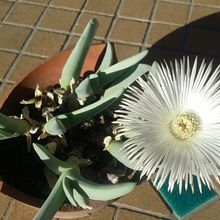 Una foto de Cheiridopsis acuminata  