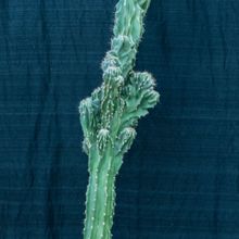 A photo of Cereus hildmannianus f. monstruosa