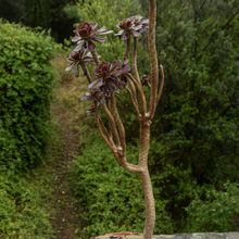 Una foto de Aeonium arboreum cv. artropurpureum