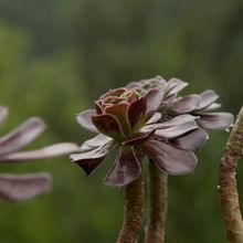 Una foto de Aeonium arboreum cv. artropurpureum