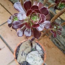 Una foto de Aeonium arboreum cv. artropurpureum
