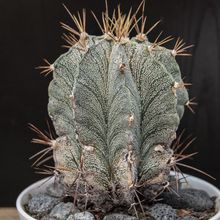 Una foto de Astrophytum ornatum