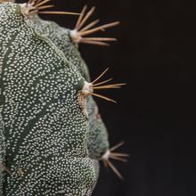 Una foto de Astrophytum ornatum