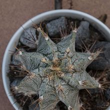 Una foto de Astrophytum ornatum