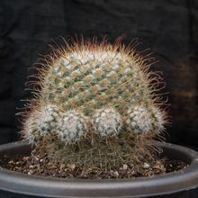Una foto de Mammillaria bombycina