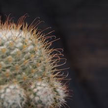 Una foto de Mammillaria bombycina