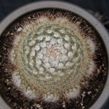 Una foto de Mammillaria bombycina