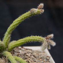 A photo of Rhipsalis baccifera ssp. horrida