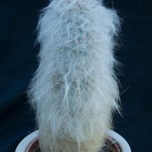 A photo of Oreocereus trollii