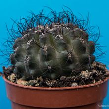 Una foto de Eriosyce crispa
