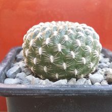A photo of Sulcorebutia arenacea