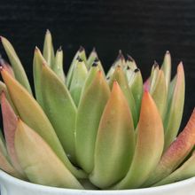 A photo of Echeveria agavoides 