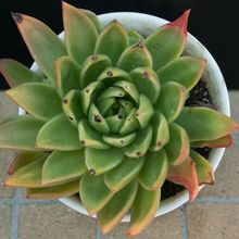 A photo of Echeveria agavoides 