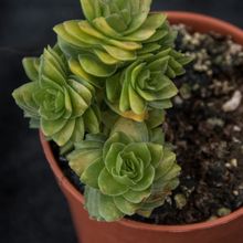 Una foto de Crassula cv. estagnol