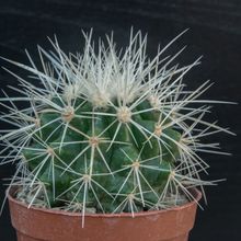 Una foto de Echinocactus grusonii