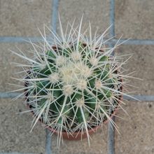 Una foto de Echinocactus grusonii