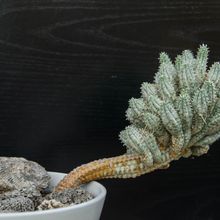 Una foto de Euphorbia mammillaris fma. variegada