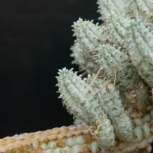 Una foto de Euphorbia mammillaris fma. variegada