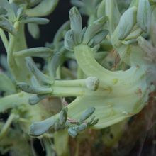 Una foto de Pachyveria Elaine fma. crestada (Echeveria colorata Lindsayana x Pachyphytum oviferum)