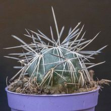 Una foto de Tephrocactus alexanderi