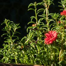 A photo of Portulaca grandiflora