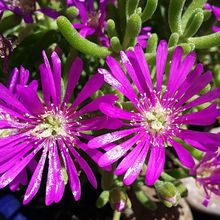 A photo of Drosanthemum floribundum