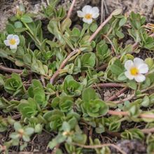 Una foto de Portulaca umbraticola