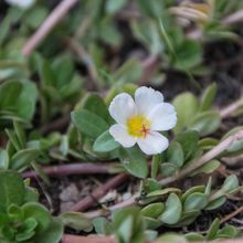 Una foto de Portulaca umbraticola