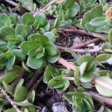 Una foto de Portulaca umbraticola
